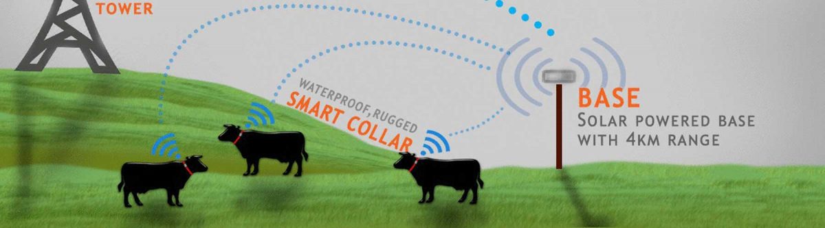 9 Producers, 26,000 head, 19,000 hectares, all with 3G, want your IoT devices